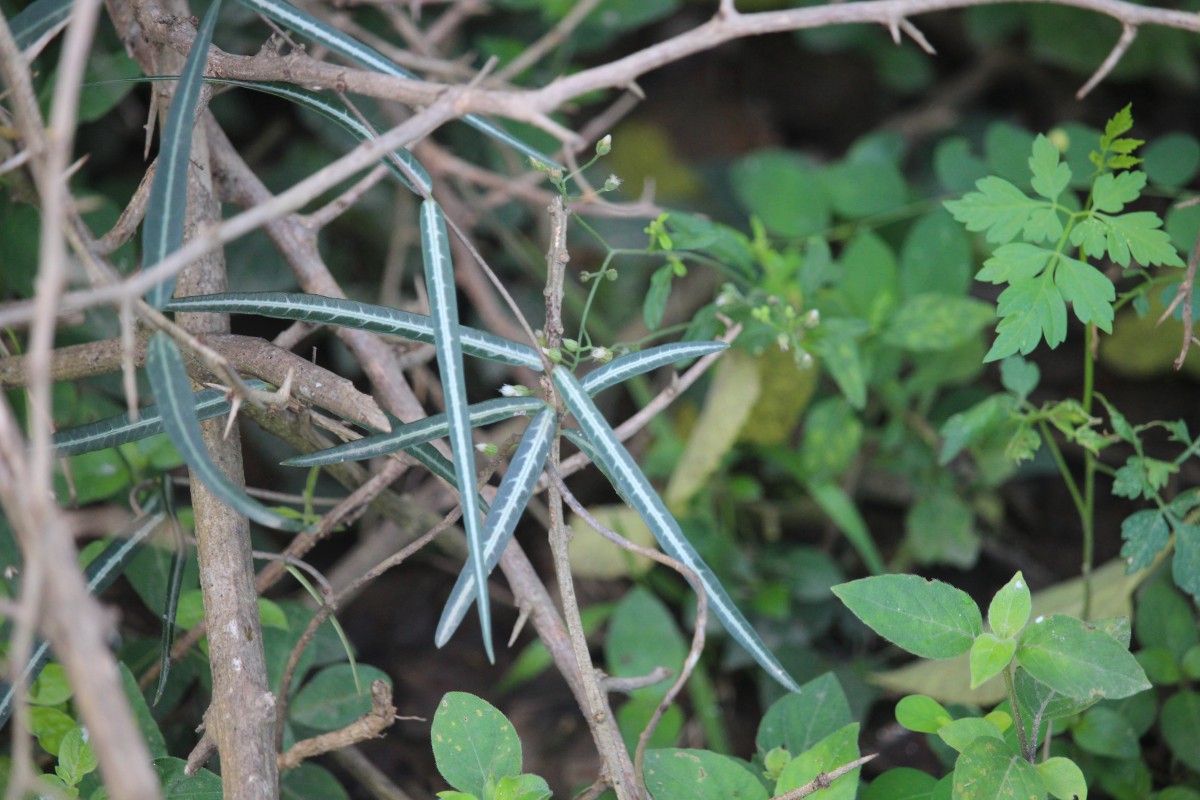 Hemidesmus indicus (L.) R.Br.